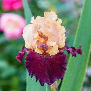 Broad Shoulders Bearded Iris Seeds